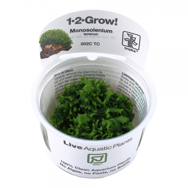 Monosolenium tenerum - Lebermoos 1-2-Grow!